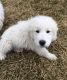 Great Pyrenees Puppies for sale in Sherman, TX, USA. price: NA