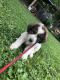 Great Pyrenees Puppies for sale in Bernville, PA 19506, USA. price: NA