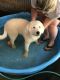 Great Pyrenees Puppies for sale in Hamilton, GA 31811, USA. price: $350