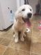Great Pyrenees Puppies for sale in Charlotte, NC 28217, USA. price: NA