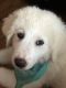 Great Pyrenees Puppies for sale in Pflugerville, TX, USA. price: NA