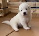 Great Pyrenees Puppies for sale in Barboursville, WV, USA. price: NA