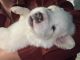 Great Pyrenees Puppies for sale in San Jacinto, CA, USA. price: $500