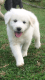 Great Pyrenees Puppies for sale in Dawson, WV 24910, USA. price: NA