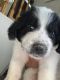 Great Pyrenees Puppies for sale in Queen Creek, AZ, USA. price: NA