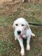 Great Pyrenees Puppies for sale in Hamilton, GA 31811, USA. price: $350