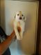 Great Pyrenees Puppies for sale in Arlee, MT 59821, USA. price: NA