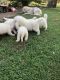 Great Pyrenees Puppies for sale in Gurdon, AR 71743, USA. price: NA