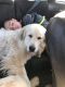 Great Pyrenees Puppies for sale in Lake Arrowhead, CA, USA. price: NA