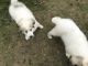 Great Pyrenees Puppies for sale in Mio, MI 48647, USA. price: NA