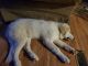 Great Pyrenees Puppies for sale in Picayune, MS 39466, USA. price: $400