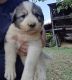Great Pyrenees Puppies for sale in Hiltons, VA 24258, USA. price: NA