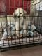 Great Pyrenees Puppies for sale in 712 Questover Ln, Creve Coeur, MO 63141, USA. price: NA