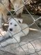 Great Pyrenees Puppies for sale in Leesburg, VA, USA. price: $400