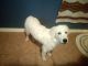 Great Pyrenees Puppies for sale in Bryant, AL 35958, USA. price: $150