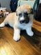 Great Pyrenees Puppies for sale in Wooster, OH 44691, USA. price: NA