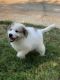 Great Pyrenees Puppies for sale in Siler City, NC 27344, USA. price: NA
