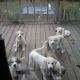 Great Pyrenees Puppies for sale in Albertville, AL, USA. price: NA