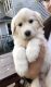 Great Pyrenees Puppies for sale in Wooster, OH 44691, USA. price: NA