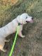 Great Pyrenees Puppies for sale in Hurst, TX, USA. price: $400