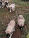 Great Pyrenees Puppies for sale in Camden, OH 45311, USA. price: NA