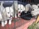 Great Pyrenees Puppies for sale in Frostproof, FL 33843, USA. price: NA