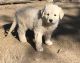 Great Pyrenees Puppies for sale in Eagar, AZ, USA. price: NA