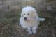 Great Pyrenees Puppies for sale in Arizona City, AZ 85123, USA. price: NA