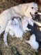 Great Pyrenees Puppies for sale in Whitewright, TX 75491, USA. price: $550