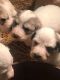 Great Pyrenees Puppies for sale in Spencer, IN 47460, USA. price: NA