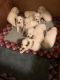 Great Pyrenees Puppies for sale in Alexandria, MN 56308, USA. price: NA