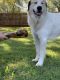 Great Pyrenees Puppies for sale in Weatherford, OK 73096, USA. price: NA