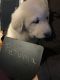 Great Pyrenees Puppies for sale in Waitsburg, WA 99361, USA. price: NA