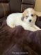 Great Pyrenees Puppies for sale in Ordway, CO 81063, USA. price: NA