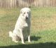 Great Pyrenees Puppies for sale in Temple, TX, USA. price: NA