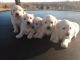 Great Pyrenees Puppies for sale in Schell City, MO 64783, USA. price: NA