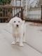 Great Pyrenees Puppies for sale in Stone Mountain, GA, USA. price: NA