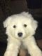 Great Pyrenees Puppies for sale in Parsons, KS, USA. price: NA
