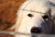 Great Pyrenees Puppies for sale in Salem, OR, USA. price: $1,000