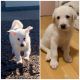 Great Pyrenees Puppies for sale in Mesa, AZ 85207, USA. price: NA