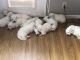 Great Pyrenees Puppies for sale in Alturas, CA 96101, USA. price: $600