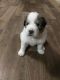 Great Pyrenees Puppies for sale in Ohatchee, AL 36271, USA. price: $700