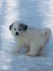 Great Pyrenees Puppies for sale in Federal Dam, MN 56641, USA. price: NA