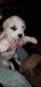 Great Pyrenees Puppies for sale in Bridgeview, IL, USA. price: NA