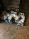 Great Pyrenees Puppies for sale in Arlington, TN, USA. price: NA