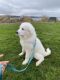 Great Pyrenees Puppies for sale in 7705 64th Pl NE, Marysville, WA 98270, USA. price: $700