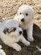Great Pyrenees Puppies for sale in Entiat, WA 98822, USA. price: $450