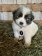 Great Pyrenees Puppies for sale in Hamilton, OH, USA. price: NA