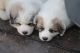 Great Pyrenees Puppies for sale in Anderson, CA 96007, USA. price: NA