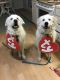 Great Pyrenees Puppies for sale in Wilmington, NC, USA. price: NA